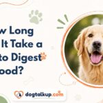 How Long Does It Take a Dog to Digest Food?
