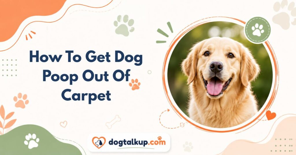 How To Get Dog Poop Out Of Carpet