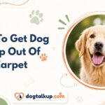 How To Get Dog Poop Out Of Carpet