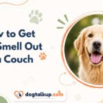How to Get Dog Smell Out of a Couch