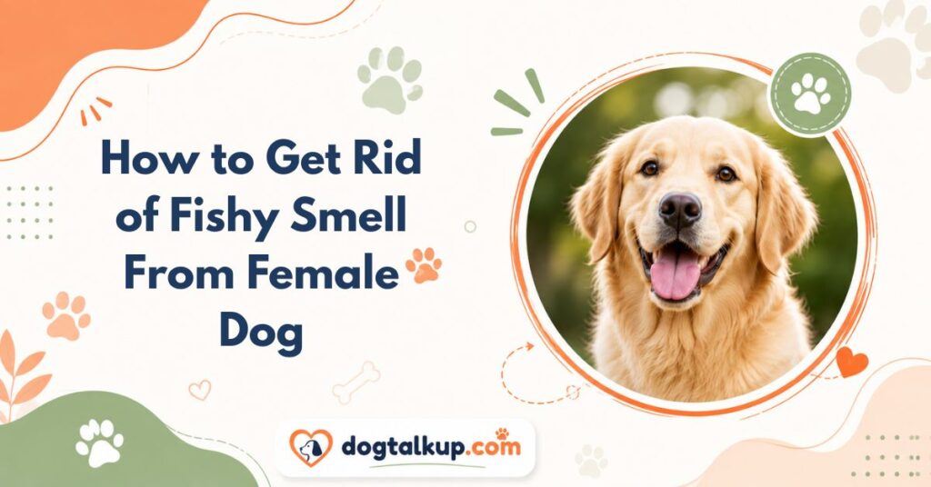 How to Get Rid of Fishy Smell From Female Dog