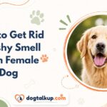 How to Get Rid of Fishy Smell From Female Dog