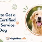 How to Get a Dog Certified as a Service Dog