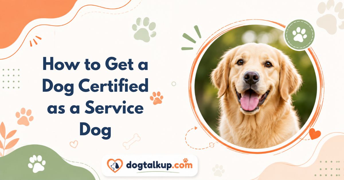 How to Get a Dog Certified as a Service Dog