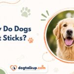 Why Do Dogs Eat Sticks?