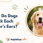 Why Do Dogs Lick Each Other's Ears?