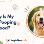 Why Is My Dog Pooping Blood?