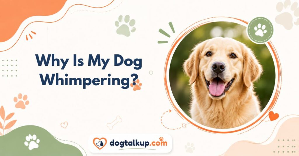 Why Is My Dog Whimpering?