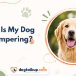 Why Is My Dog Whimpering?