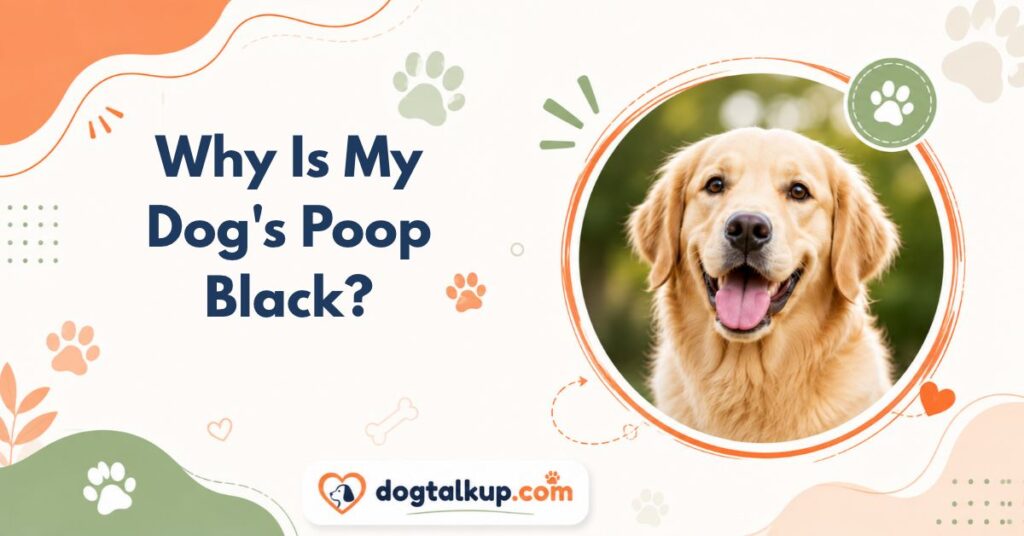 Why Is My Dog's Poop Black?