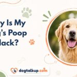 Why Is My Dog's Poop Black?