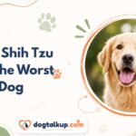 Why Shih Tzu Are the Worst Dog