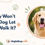 Why Won't My Dog Let Me Walk It?